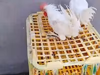 Chickens — Foto 1