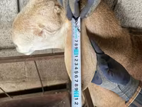 Carnero, Afghan Arabi sheep — foto 4