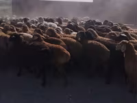 كبش, الأغنام — الصورة 2