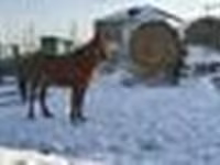 Stute, Kazakh horse — Foto 4