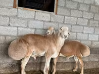 Carnero, Afghan Arabi sheep — foto 2