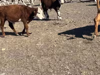بقرة, Simmental cattle — الصورة 4