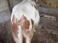 Toro, Simmental cattle — foto 3