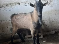 बकरा, Oberhasli goats — फ़ोटो 3