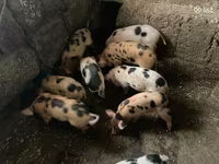 Boar, Pigs — photo 8