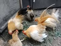 بانتام — الصورة 2