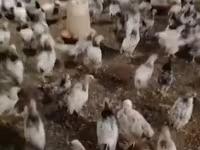 Chickens — Foto 6