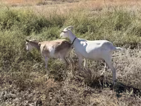 عنزة, Saanen goat — الصورة 4