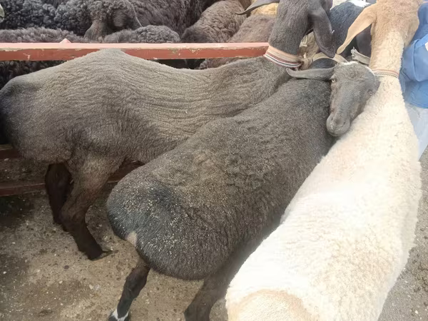 भेड़ें (लॉट, लिंग निर्दिष्ट नहीं), Edilbay sheep