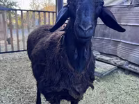كبش, Hissar sheep — الصورة 5
