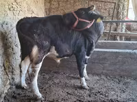 Bull, Cattle — photo 3