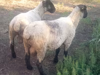 Ram, White Suffolk sheep — photo 3