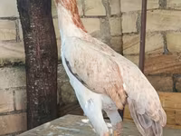 长门鸡 — 照片 8