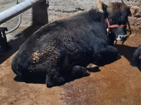ثور, Swedish red cattle — الصورة 3