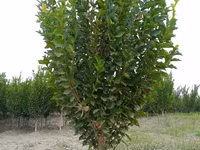SADA KAYRAGACH (Chinni gujum) — Foto 3