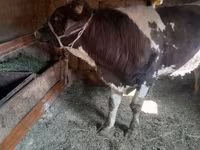 公牛, Russian Black pied cattle — 照片 4