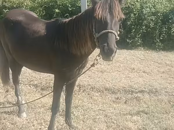 Yegua, Azerbaijan horse