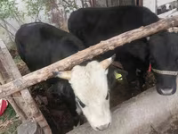 ثور, Russian Black pied cattle — الصورة 3