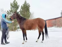 Stute, Akhal-Teke — Foto 4