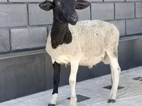 Ram, Hissar sheep — photo 2