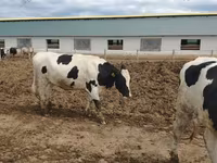 بقرة, Russian Black pied cattle — الصورة 3