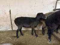 Sheep, Blackheaded Persian sheep — photo 2