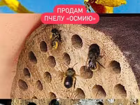 Продам запечатанные бревна пчелы "ОСМИЯ" — Foto 1