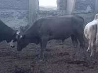 सांड, लाल степीय गाय — फ़ोटो 1