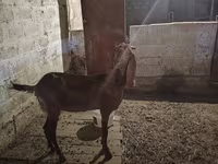 عنزة, Beetal goats — الصورة 6