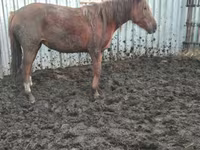 Yegua, Caballos — foto 4