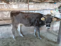 Cow, Russian Black pied cattle — photo 2