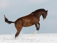 母马, Akhal-Teke — 照片 4