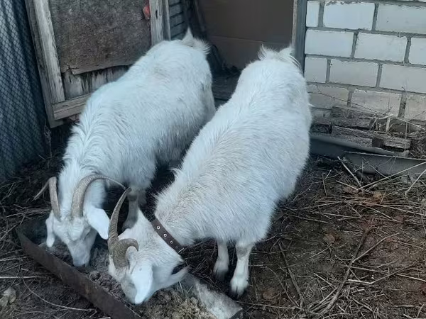 عنزة, Saanen goat