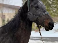 فرس, Akhal-Teke — الصورة 4