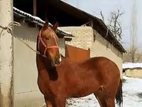 Hengst, Karabair horse — Foto 5