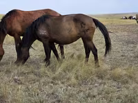 Yegua, Kazakh horse — foto 4