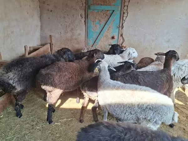 كبش, الأغنام