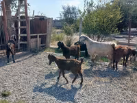 Billy Goat, Goats — photo 6