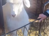 عنزة, Alpine goat — الصورة 3