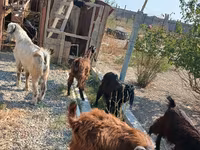 Billy Goat, Goats — photo 4