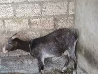 Cabra, Cabras — foto 3