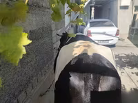 Kuh, Russian Black pied cattle — Foto 2