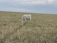Toro, Swiss cattle — foto 5