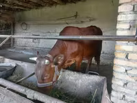 Bull, Red Estonian cattle — photo 3