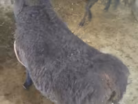 Ram, Hissar sheep — photo 4