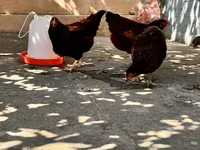 Rhode Island Red — photo 8