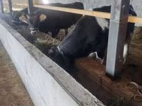 公牛, Cattle — 照片 5