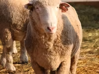 Carnero, Suffolk sheep — foto 4