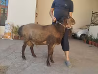 Carnero, Hissar sheep — foto 7