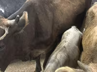 母牛, Ukrainian Brown Dairy Cattle — 照片 1
